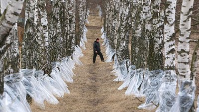 Березовий сезон. Як збирати сік без шкоди для дерев Березовий сезон. Як збирати сік без шкоди для дерев