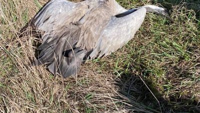 На Херсонщини і далі гинуть птахи На Херсонщини і далі гинуть птахи