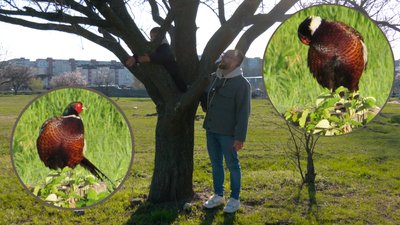 Як фазани освоюють міста Черкащини