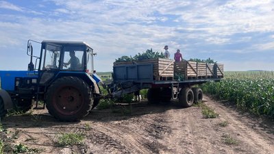 Аграрії Львівщини у 2023 році збільшили посіви овочів Аграрії Львівщини у 2023 році збільшили посіви овочів