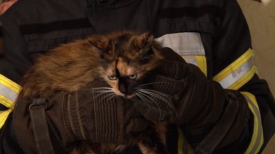 Черкаські рятувальники знялись у доброчинній фотосесії з безпритульними котами Черкаські рятувальники знялись у доброчинній фотосесії з безпритульними котами