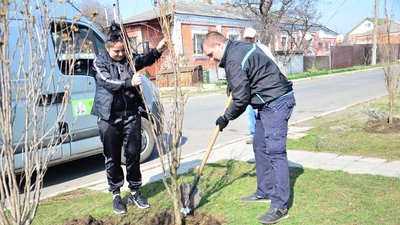 У Гайвороні Кіровоградської області висадили алею сакур У Гайвороні Кіровоградської області висадили алею сакур