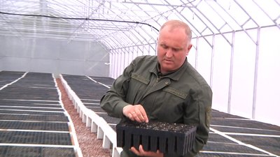 На півночі Житомирщини в теплицях вирощують 400 тисяч сіянців сосни На півночі Житомирщини в теплицях вирощують 400 тисяч сіянців сосни