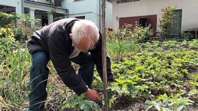 Чоловік підв'язує помідори Чоловік підв'язує помідори
