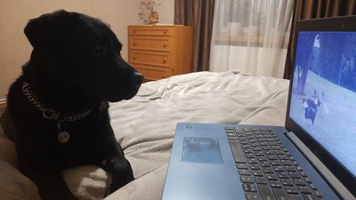 Як орендувати житло квартиранту з твариною: експертка ринку нерухомості дала поради Як орендувати житло квартиранту з твариною: експертка ринку нерухомості дала поради