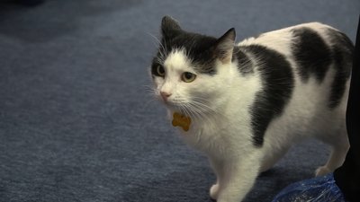 котокафе у Запоріжжі, тварини з прифронтових територій, допомога тваринам котокафе у Запоріжжі, тварини з прифронтових територій, допомога тваринам