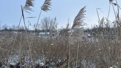 Комиш