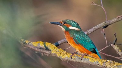 Тернополянин фотографує рідкісних птахів Тернополянин фотографує рідкісних птахів