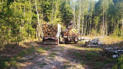 Незаконний вивіз дерев Незаконний вивіз дерев
