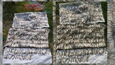 Верховодка Верховодка