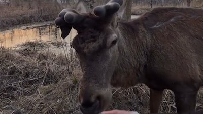 Колють знеболюючі та протизапальні: який стан оленя Бориса з Рівненщини Колють знеболюючі та протизапальні: який стан оленя Бориса з Рівненщини