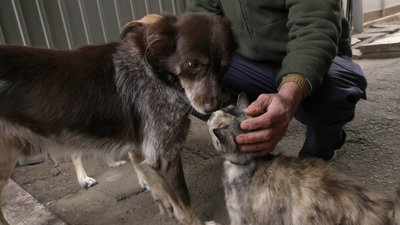 Херсонська родина організувала власний притулок для котів і собак Херсонська родина організувала власний притулок для котів і собак