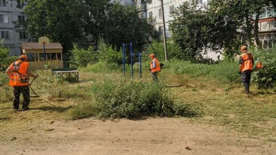 Як у Миколаєві борються з амброзією та іншими рослинами, які викликають алергічні реакції