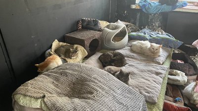 Сумський волонтер Іван Міненко створив будинок для котів-переселенців Сумський волонтер Іван Міненко створив будинок для котів-переселенців