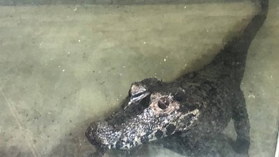 Четвертий день у тераріумі в Ужгороді живе крокодил
