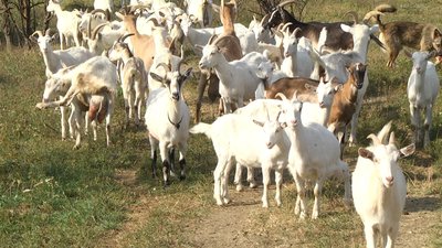 Наразі на фермі Анатолія Мішова живе 56 кіз. Фото: Суспільне.