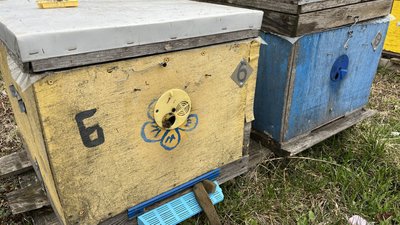 Чи вплинула зима на бджіл у пасічників Полтавщини Чи вплинула зима на бджіл у пасічників Полтавщини