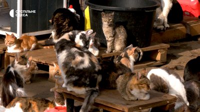 Коти притулок в Одесі