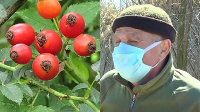 Хоче вирощувати лікувальну шипшину. Геннадій Попелюський. СУСПІЛЬНЕ | ЛЮДИ