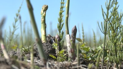 спаржа вирощування спаржа вирощування