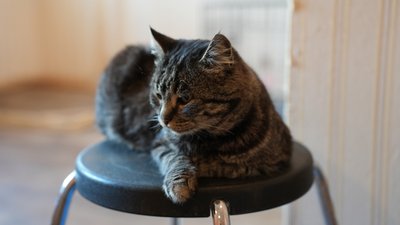 У Черкасах шукають домівку для кота Евака