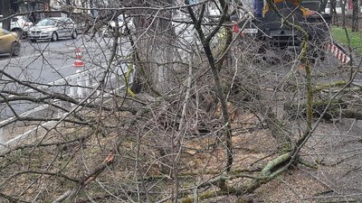 У Херсоні почали прибирати аварійні дерева У Херсоні почали прибирати аварійні дерева