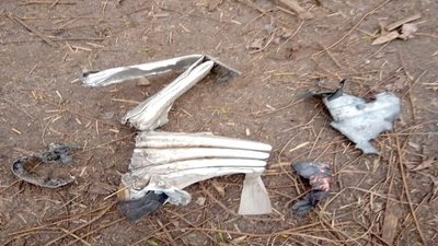 Прикордонник Моцарт збив чотири дрони