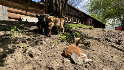 Байрактар, Джавелін та Чорнобаївка назвали козенят, які народилися в Ужгородському скансені Байрактар, Джавелін та Чорнобаївка назвали козенят, які народилися в Ужгородському скансені