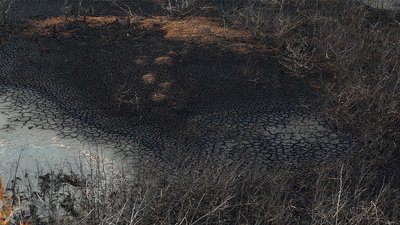 Забруднення від спиртзаводу Забруднення від спиртзаводу