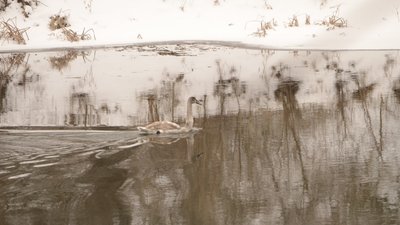 Ліси Луганщини, окупація, екологія