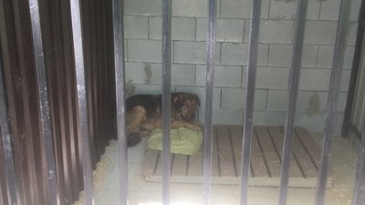 У Житомирі виходжують п'ять собак з Бородянки, які місяць перебували під обстрілами без води та їжі У Житомирі виходжують п'ять собак з Бородянки, які місяць перебували під обстрілами без води та їжі