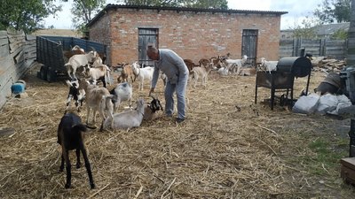 "Довелося скоротити поголів'я": фермер із Донеччини не може вигодувати кіз, яких перевіз на Волинь "Довелося скоротити поголів'я": фермер із Донеччини не може вигодувати кіз, яких перевіз на Волинь