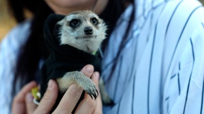 У запорізькій родині живе п’ятимісячний сурикат на прізвисько Крош