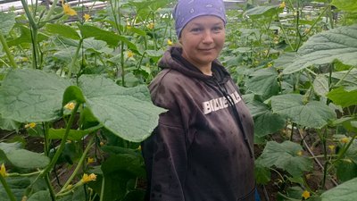як Вирощують огірки як Вирощують огірки