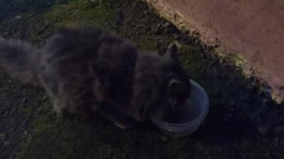 Нагодований і щасливий. У Франківську врятували котика Нагодований і щасливий. У Франківську врятували котика