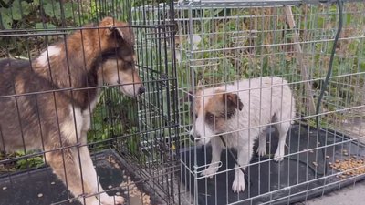 Усіма лапами трималися за життя: черкаські волонтери розповіли, як вивозили тварин з Херсонщини Усіма лапами трималися за життя: черкаські волонтери розповіли, як вивозили тварин з Херсонщини