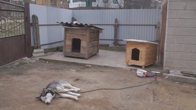 На Вінниччині на подвірʼї волонтерки вбили трьох собак