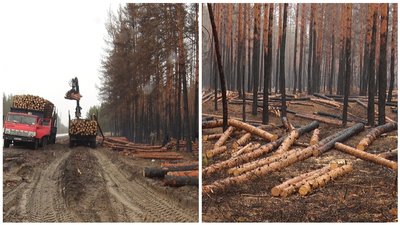 На Луганщині почали вирубувати хвойні дерева, які були пошкоджені пожежами