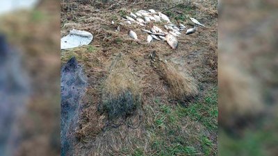 На Чернігівщині рибалка сітками наловив риби майже на 70 тисяч гривень На Чернігівщині рибалка сітками наловив риби майже на 70 тисяч гривень