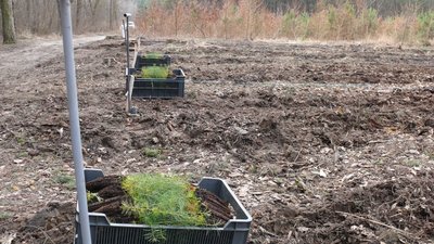 Під час весняної кампанії на Вінниччині планують висадити 720 гектарів лісів