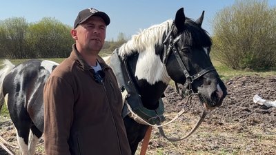 картопля під коника, садять картоплю на волині