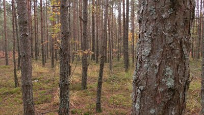 Ліс на Рівненщині