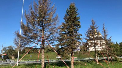 Жодна з ялин, які пересадили біля Катерининської церкви у Чернігові, не прижилася Жодна з ялин, які пересадили біля Катерининської церкви у Чернігові, не прижилася