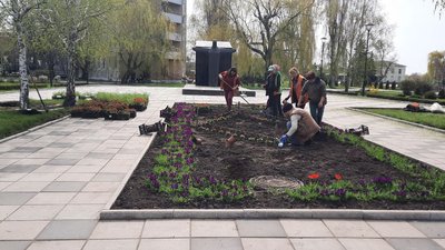 Петунії, каланхое, декоративний аспарагус. У Кропивницькому на міські клумби почали висаджувати квіти