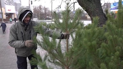"Ціни, як минулого року": у Черкасах відкрилися ялинкові ярмарки