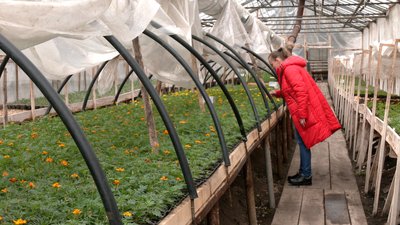 Квіти для клумб Рівного: у тресті показали, що вирощують у теплицях