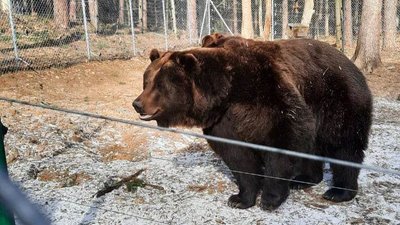 У притулку "Домажир" проснулись перші ведмеді У притулку "Домажир" проснулись перші ведмеді