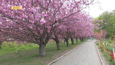У Дніпрі розквітла алея сакур
