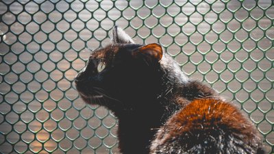 "Котиків шкода". На території Одеського жіночого монастиря облаштували притулок для тварин "Котиків шкода". На території Одеського жіночого монастиря облаштували притулок для тварин