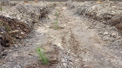 На Житомирщині прикордонники та школярі садили ліс На Житомирщині прикордонники та школярі садили ліс